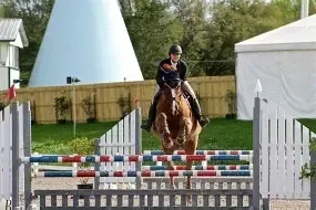 Hunter/jumper competition horse at Six Winters Farm
